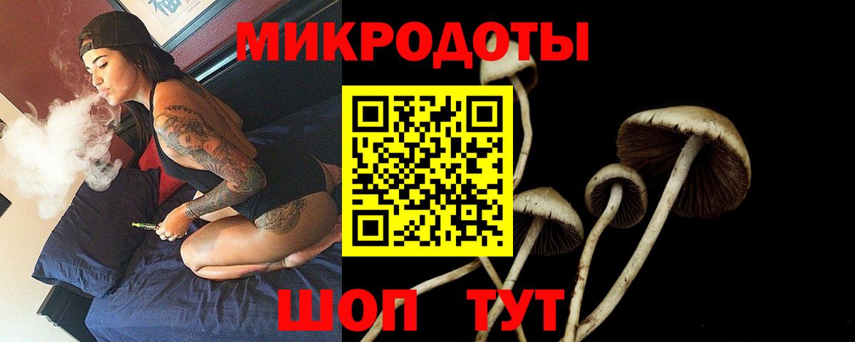 Псилоцибиновые грибы Psilocybe Кинель
